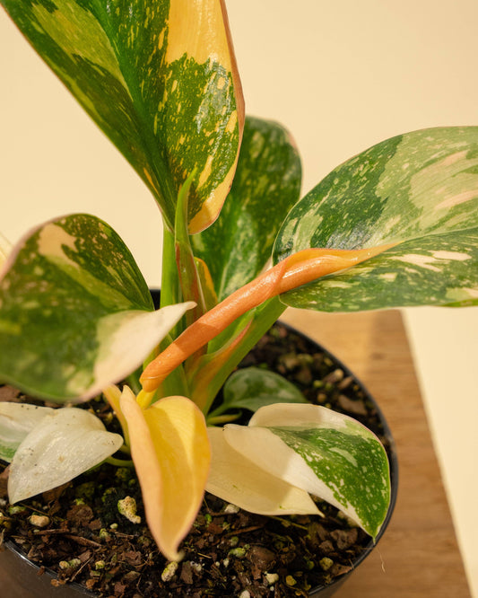 4" Variegated Philodendron Green Congo 'Copper Flame'