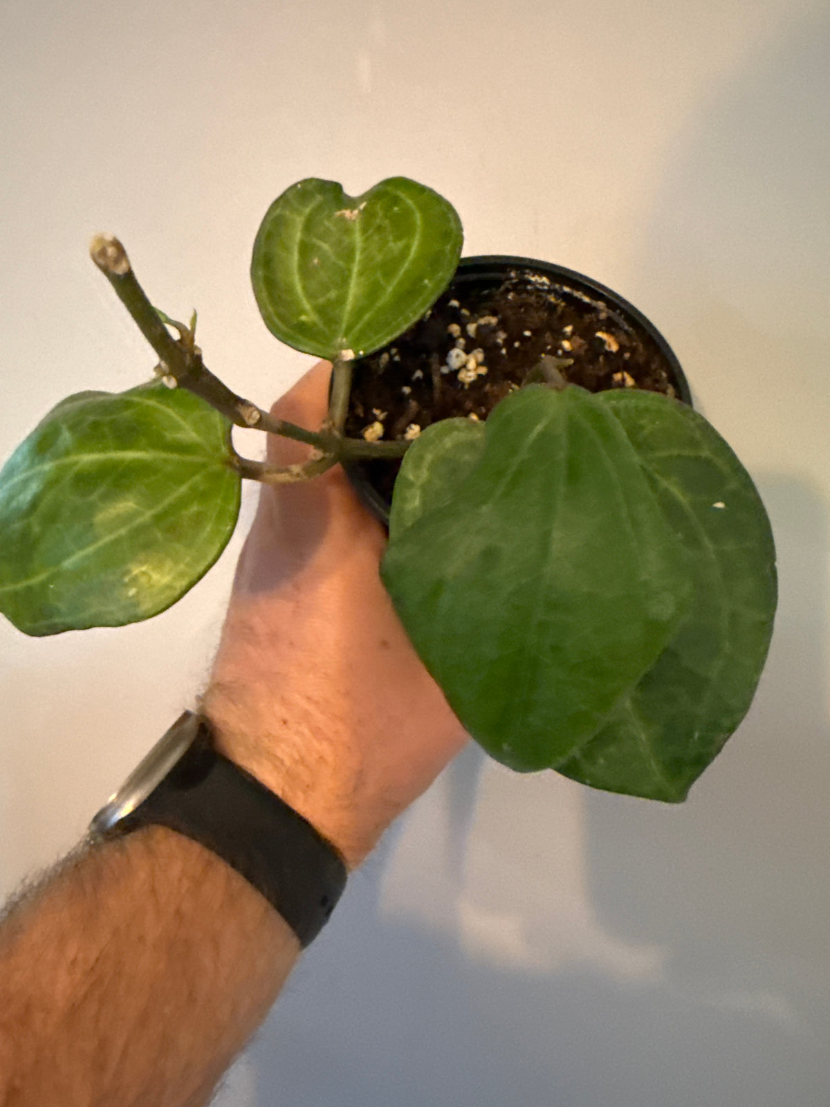 Hoya latifolia 'Sarawak'
