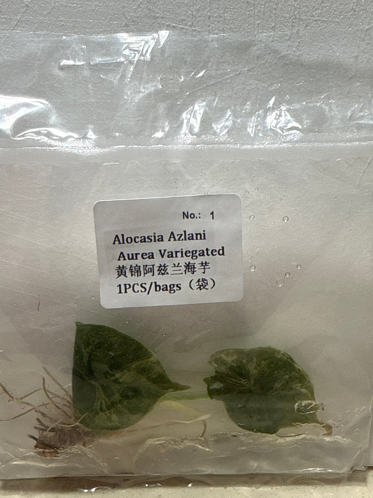 Alocasia Azlanii Aurea Variegated