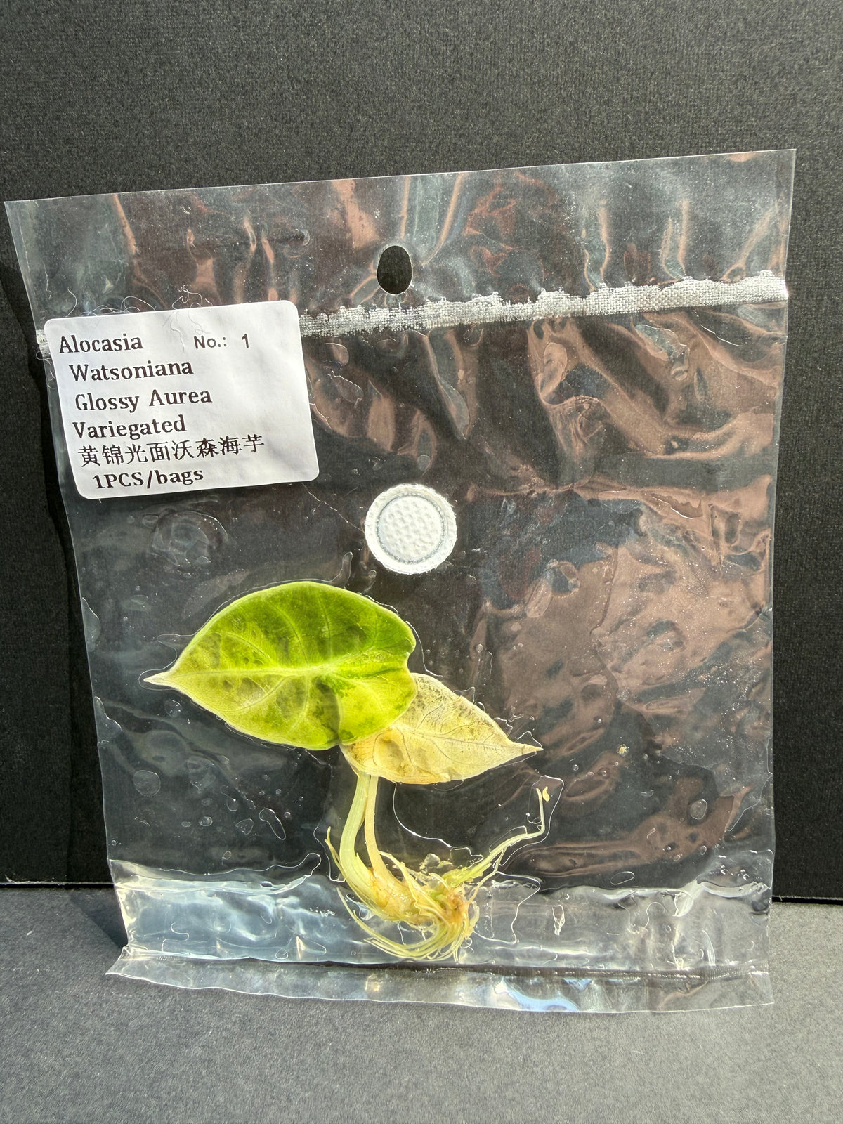 Alocasia Watsoniana Glossy Aurea Variegated