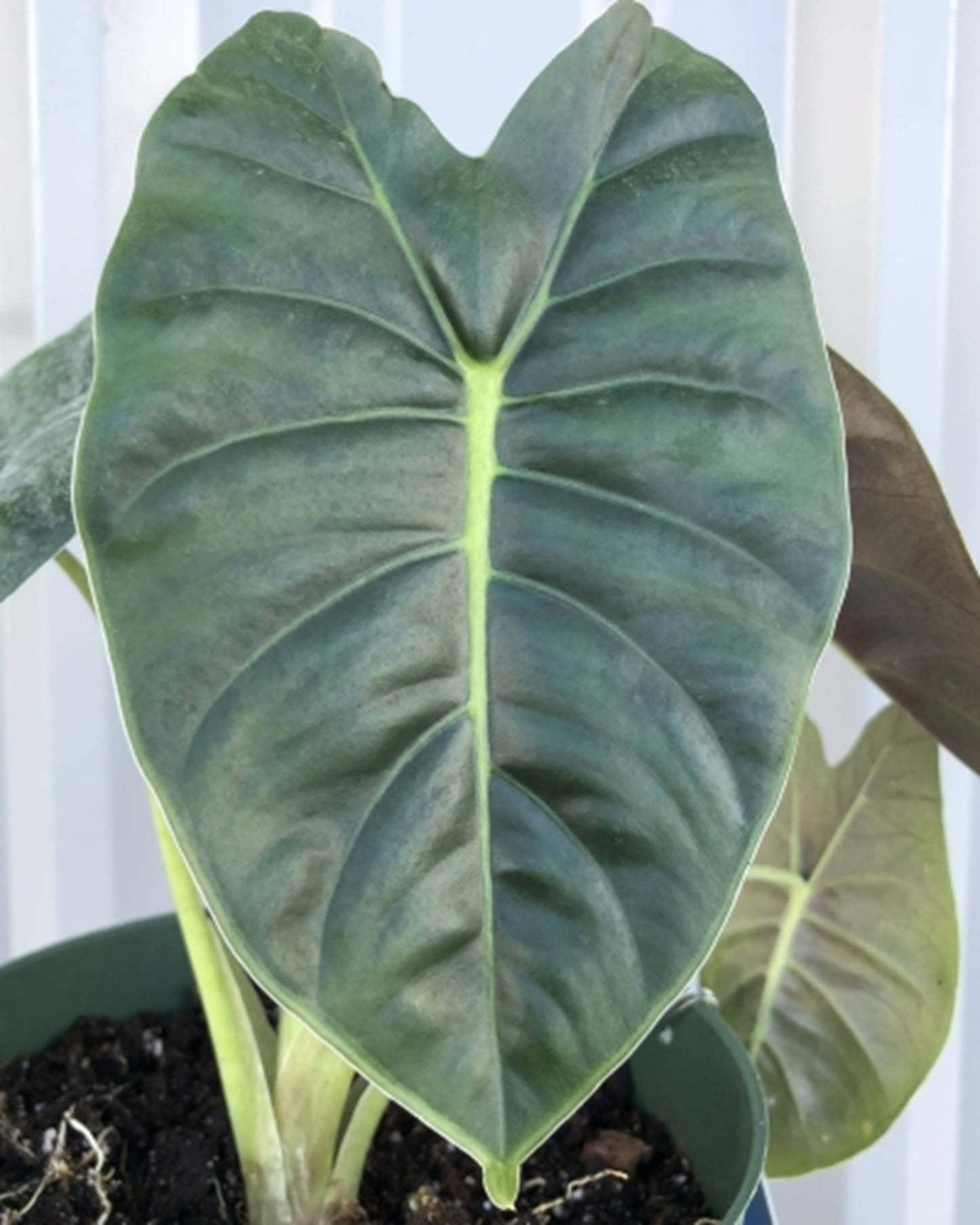 Alocasia Golden Bone Starter