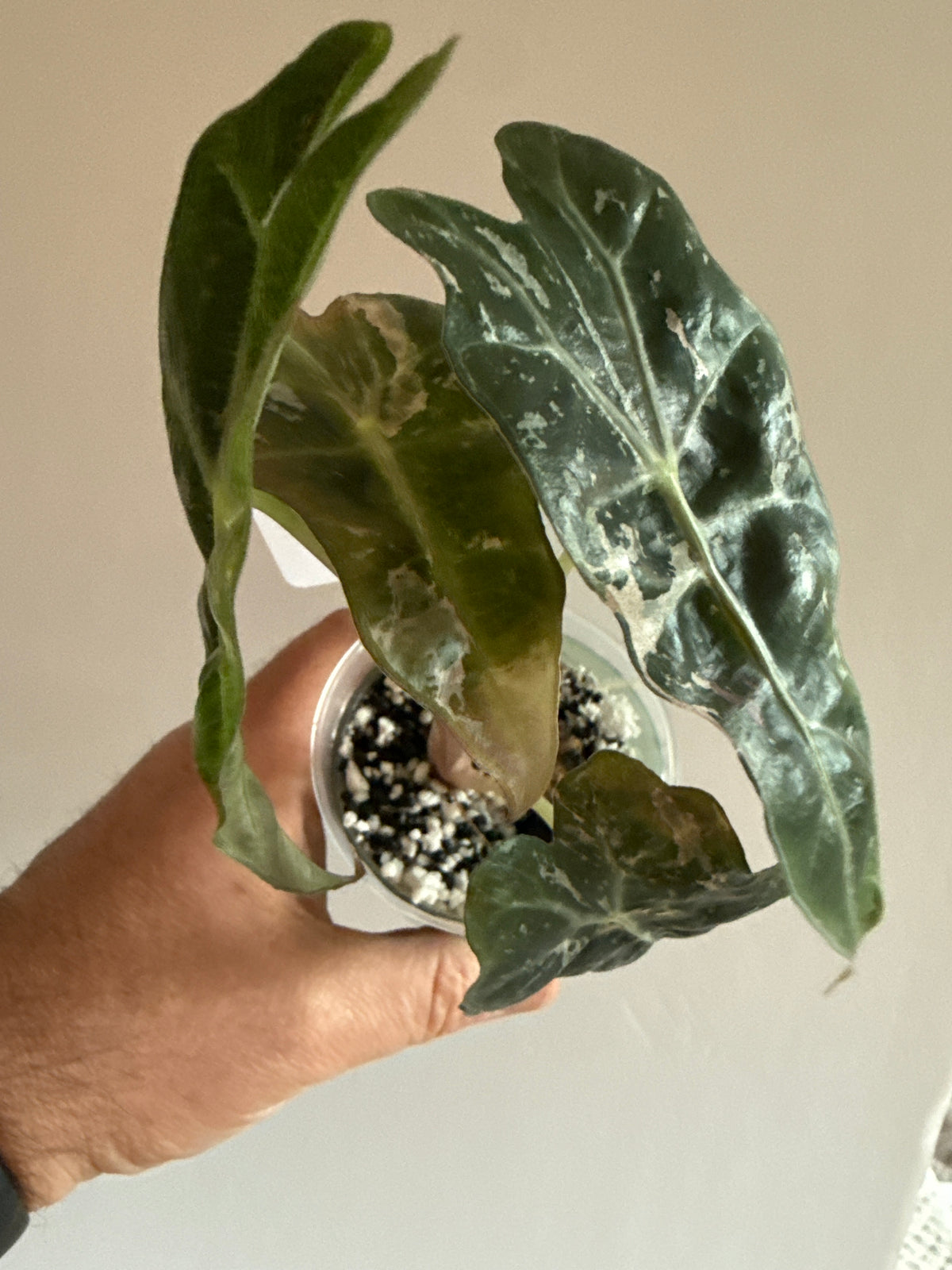 Alocasia Polly Candy Pink