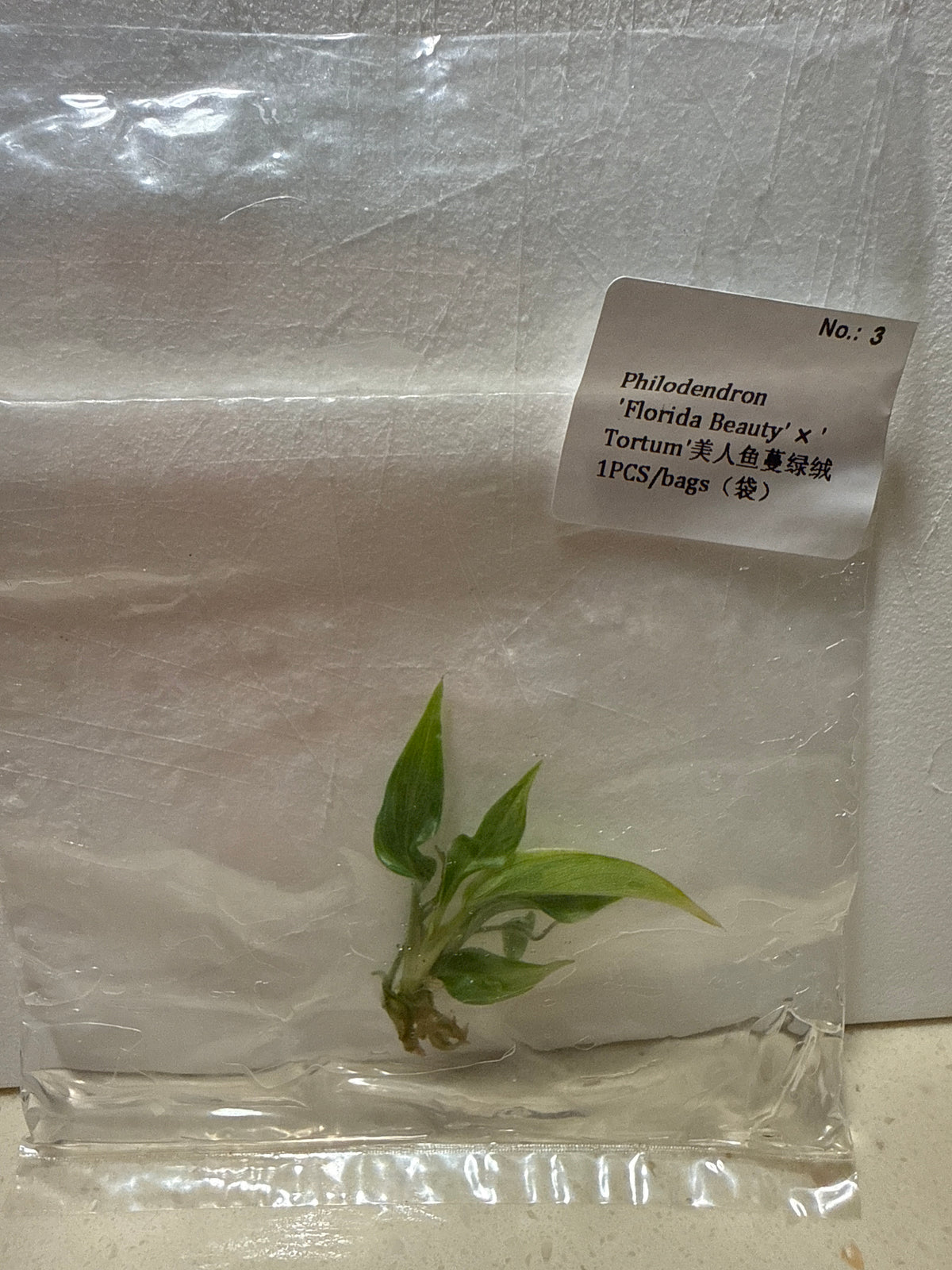 Philodendron Florida Beauty x Tortum
