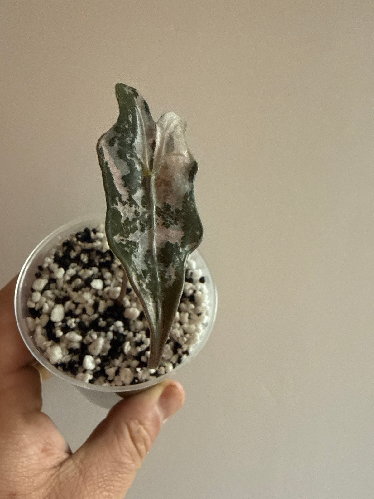 Alocasia Pink Noblis (K Version)