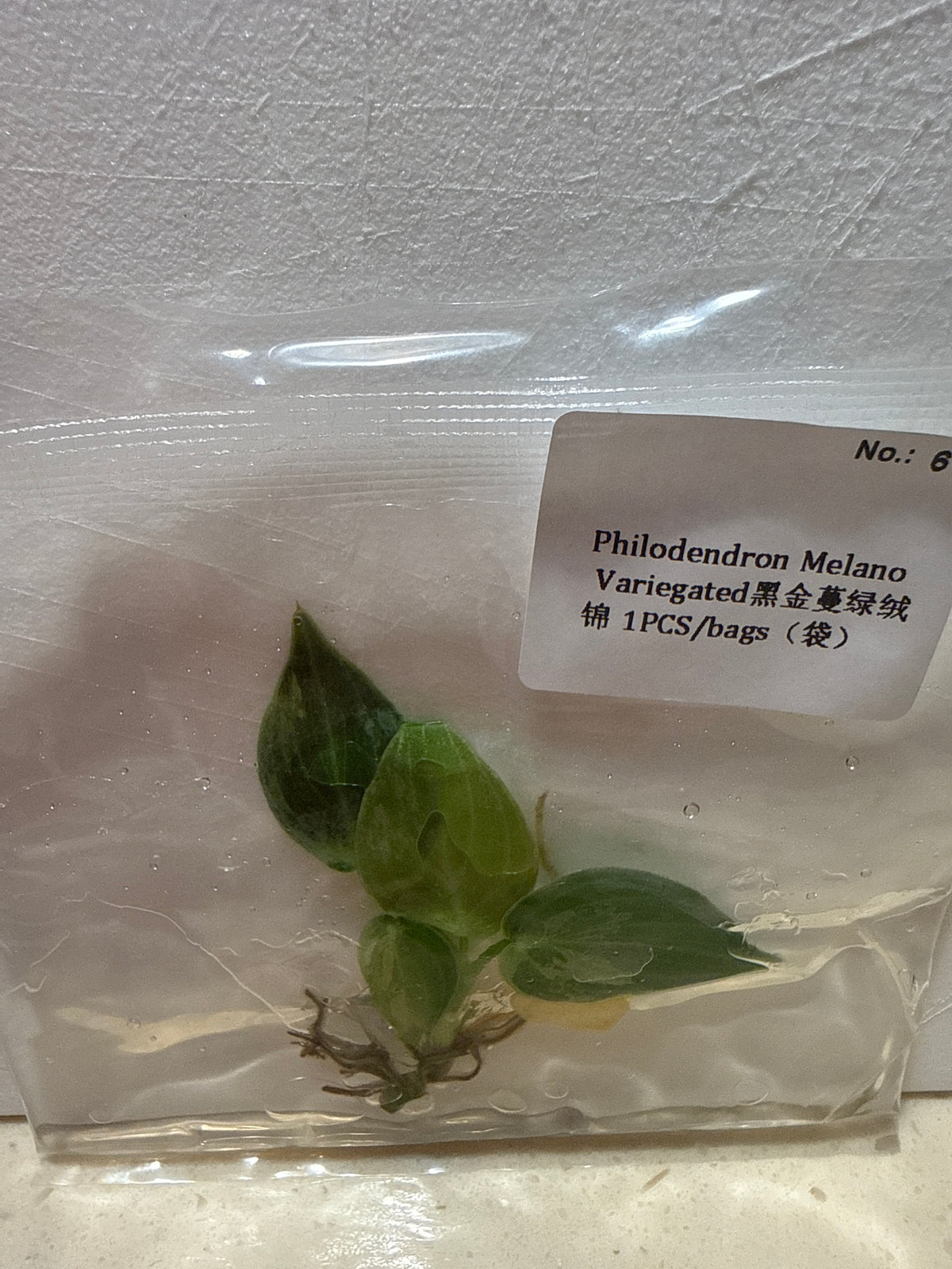 Philodendron Melanochrysum Variegated - Seller's Choice