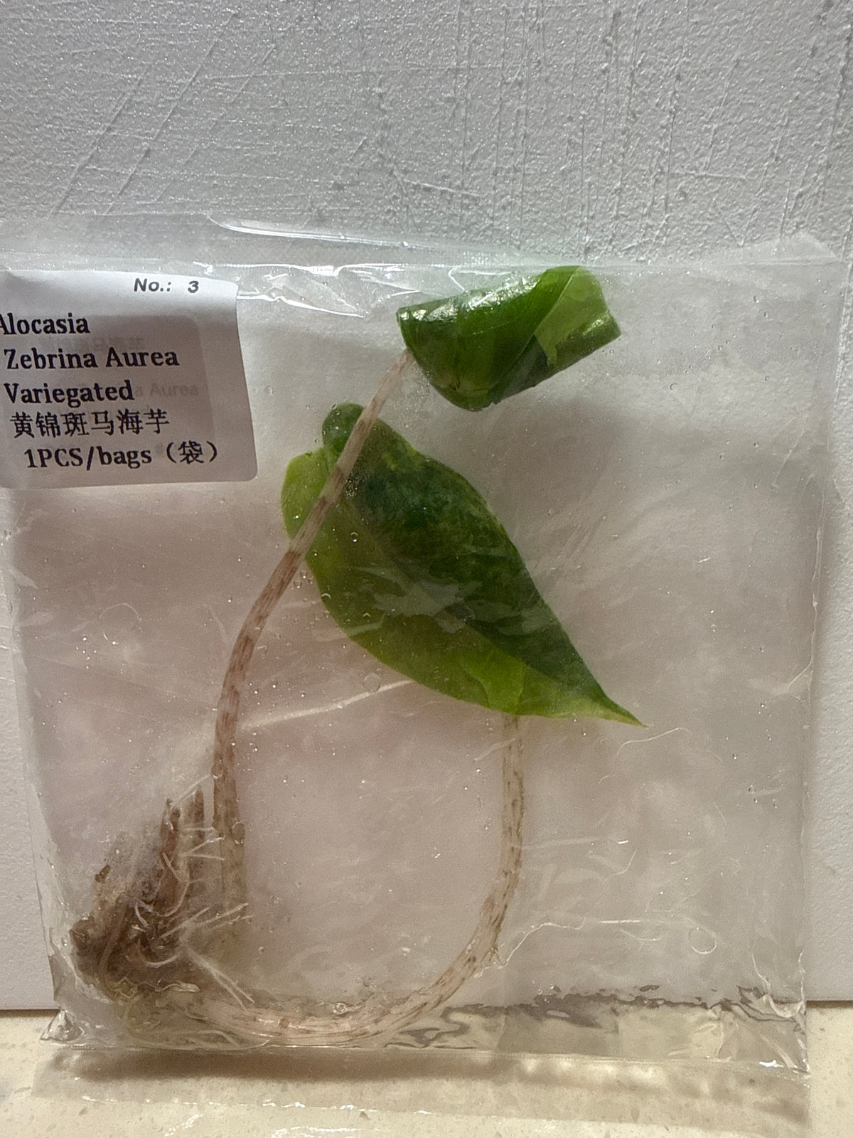 Alocasia Zebrina Aurea Variegated