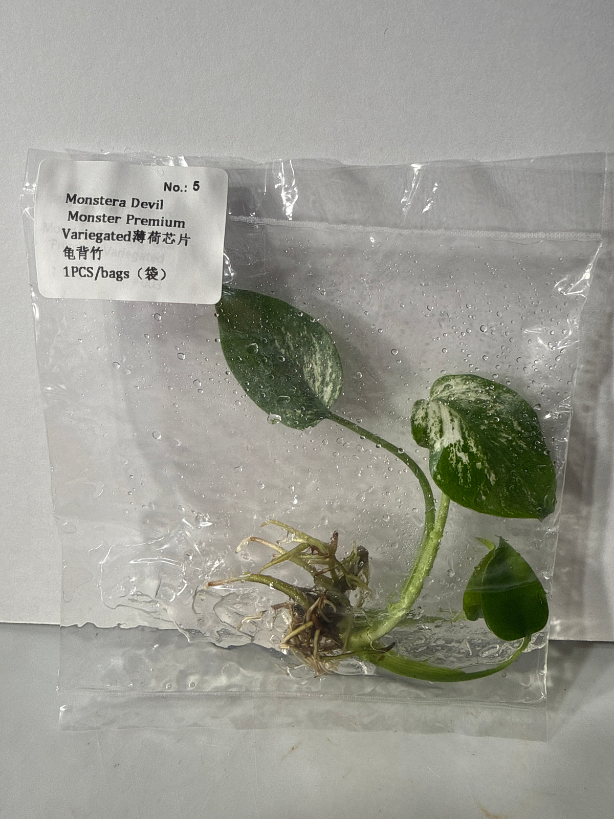 Monstera Devil Monster Premium Variegated - Seller's Choice