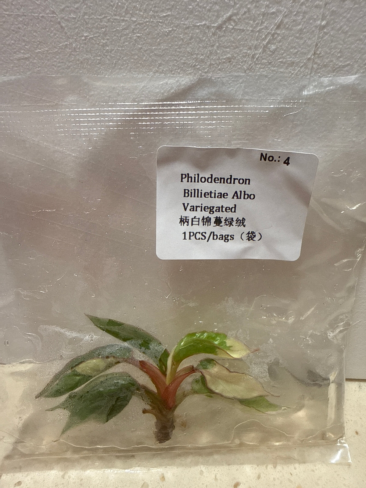 Philodendron Billietiae Albo Variegated