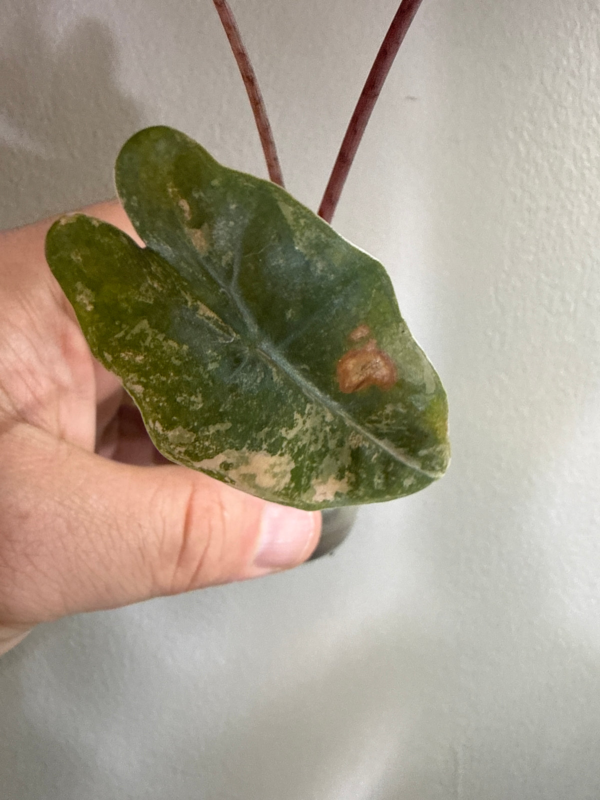 Alocasia Pseudo Sanderiana Aurea