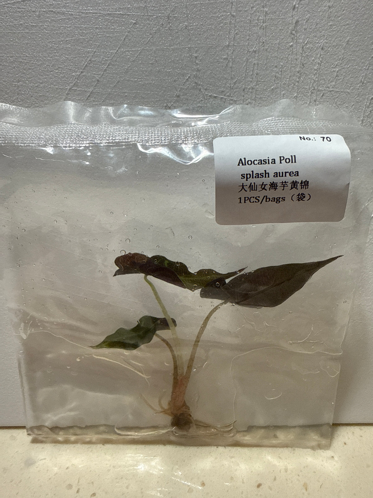 Alocasia Polly Splash Aurea Variegated - Seller's Choice