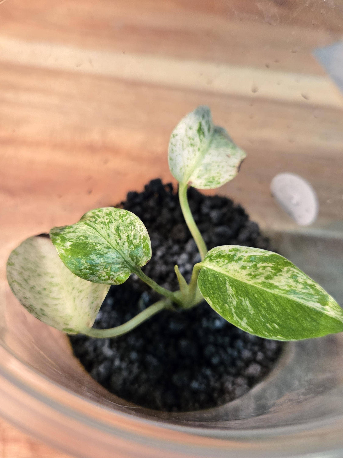 Monstera White Monster