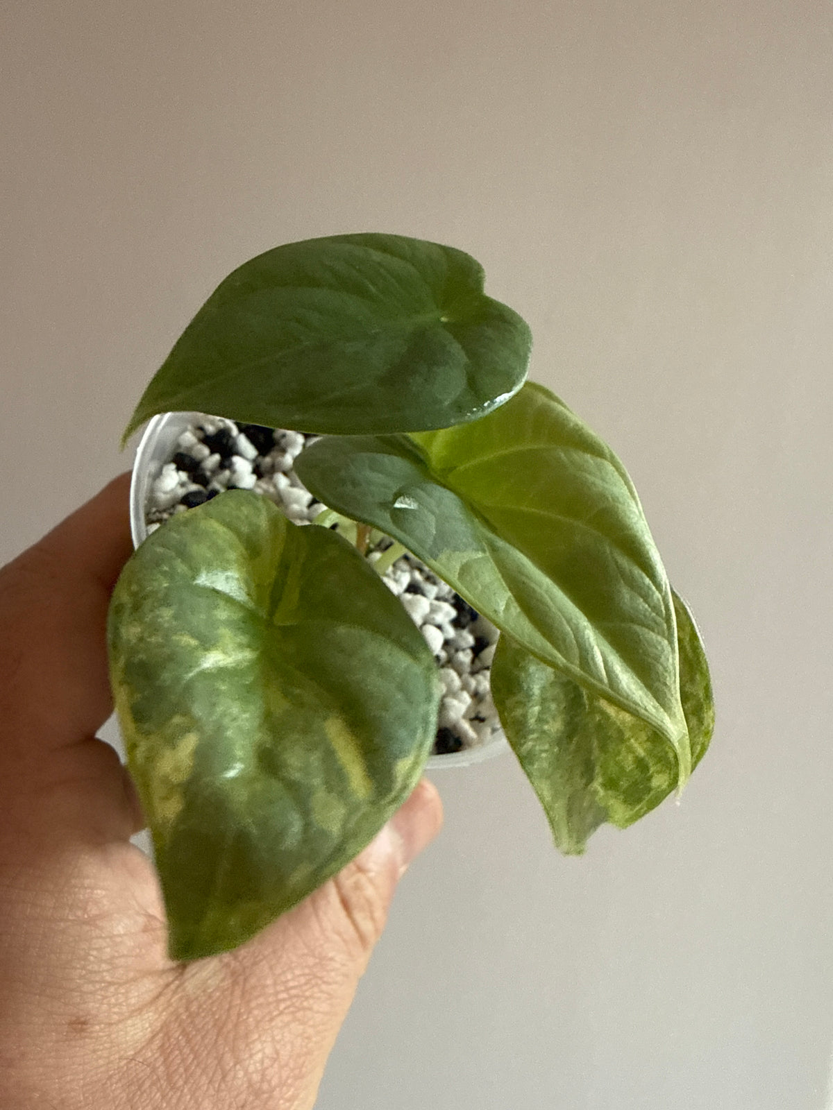 Alocasia Silver Dragon Aurea #2