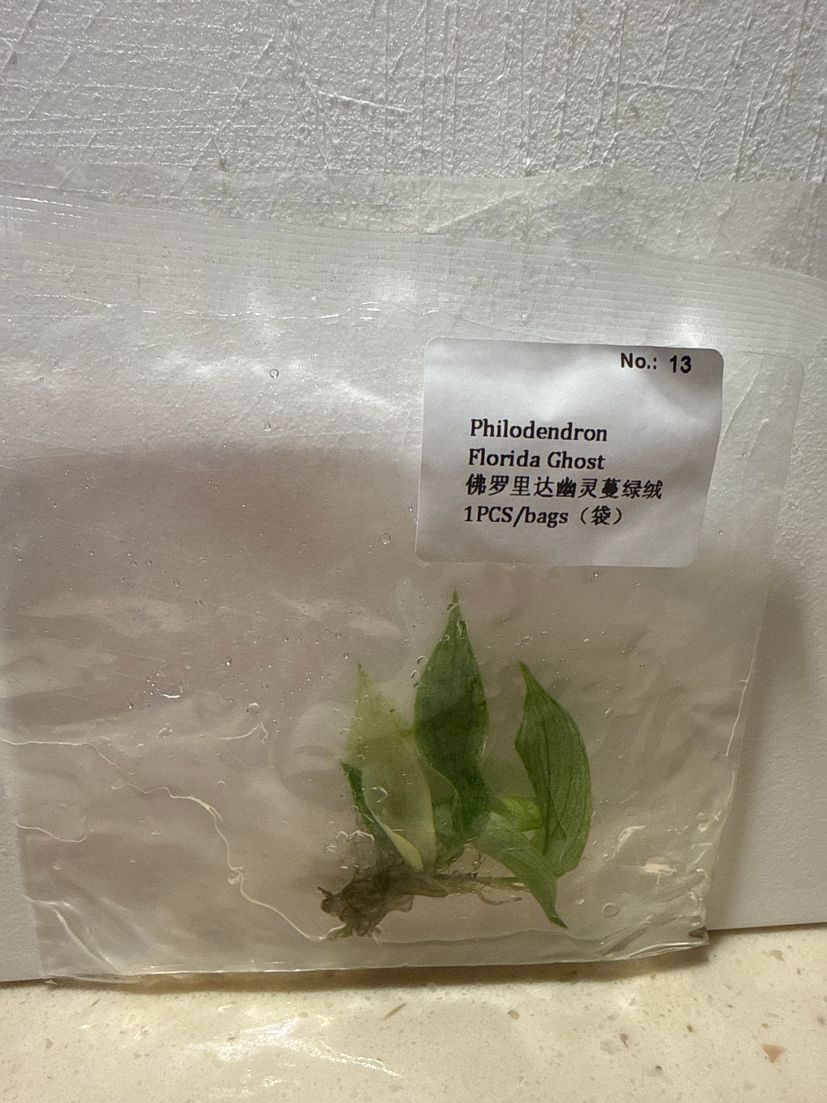 Philodendron Florida Ghost - Seller's Choice