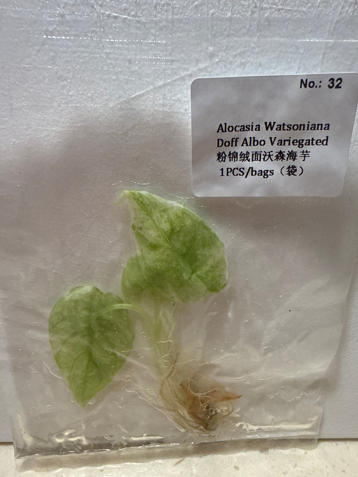 Alocasia Watsoniana Doff Albo Variegated