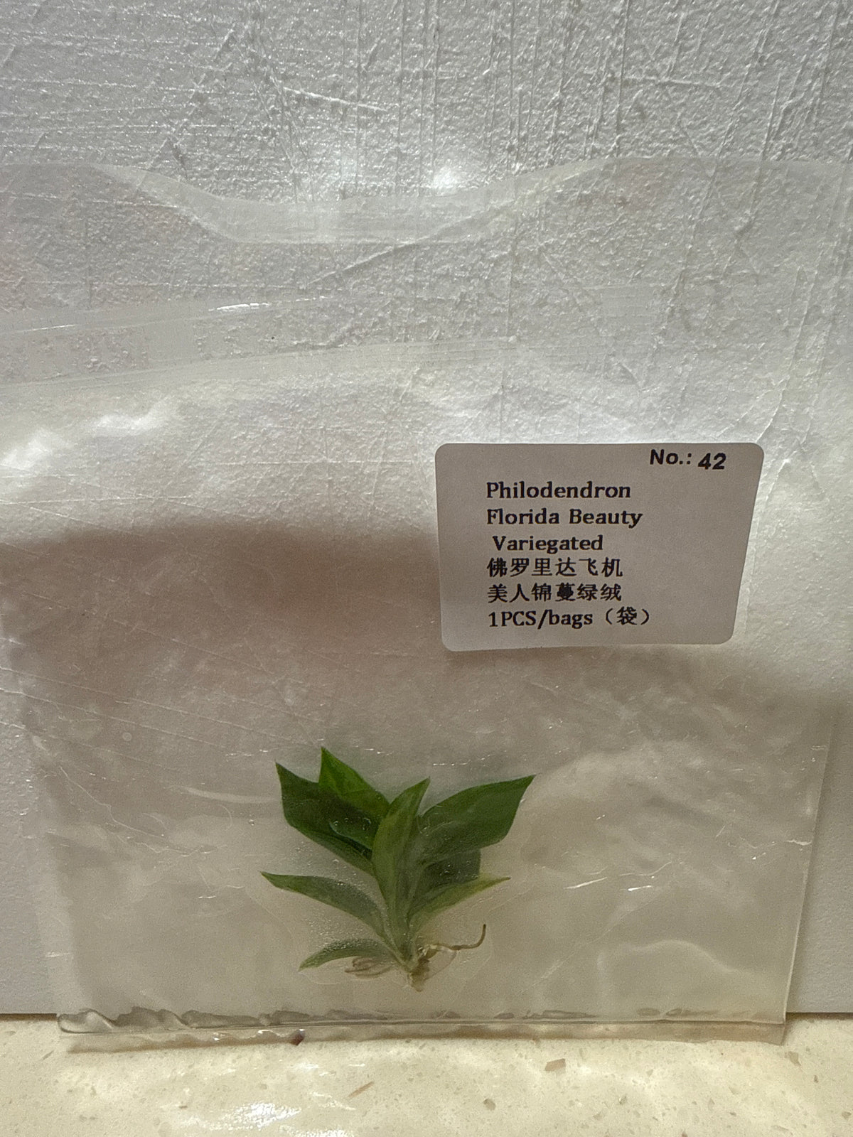 Philodendron Florida Beauty Variegated - Seller's Choice