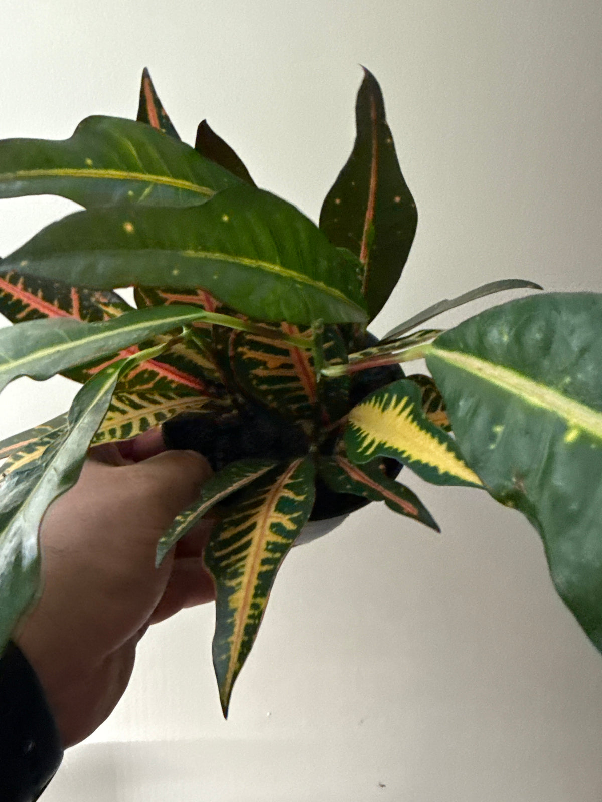 Inclusion Plant (Croton)