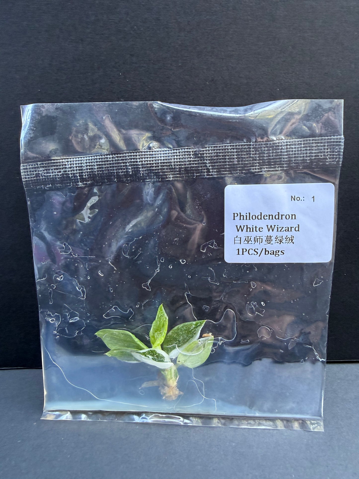 Philodendron White Wizard