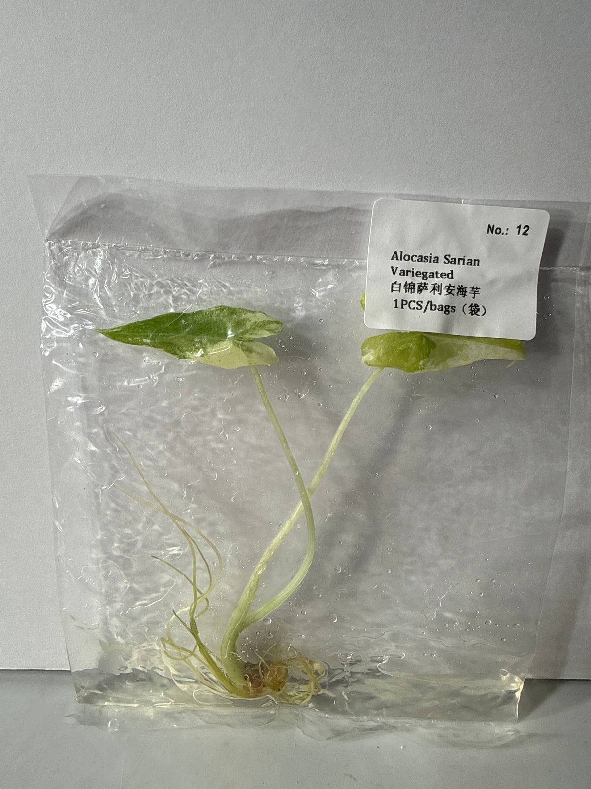 Alocasia Sarian Variegated