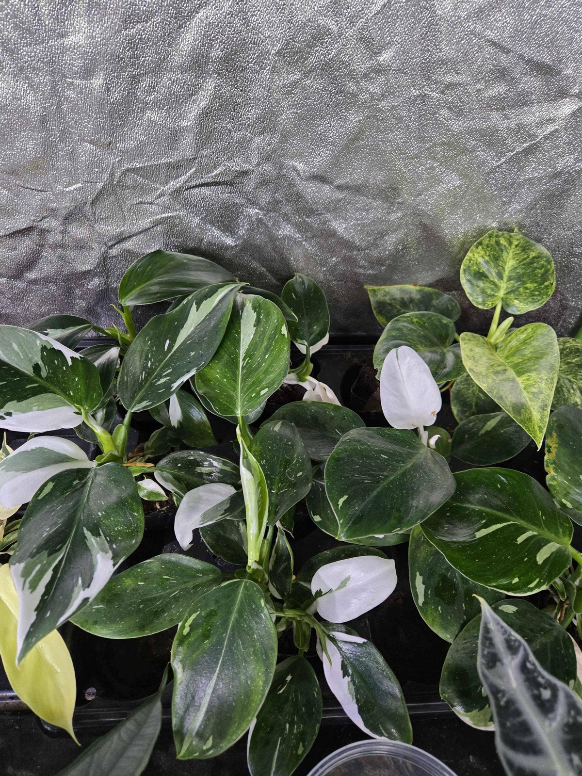 Philodendron White Princess