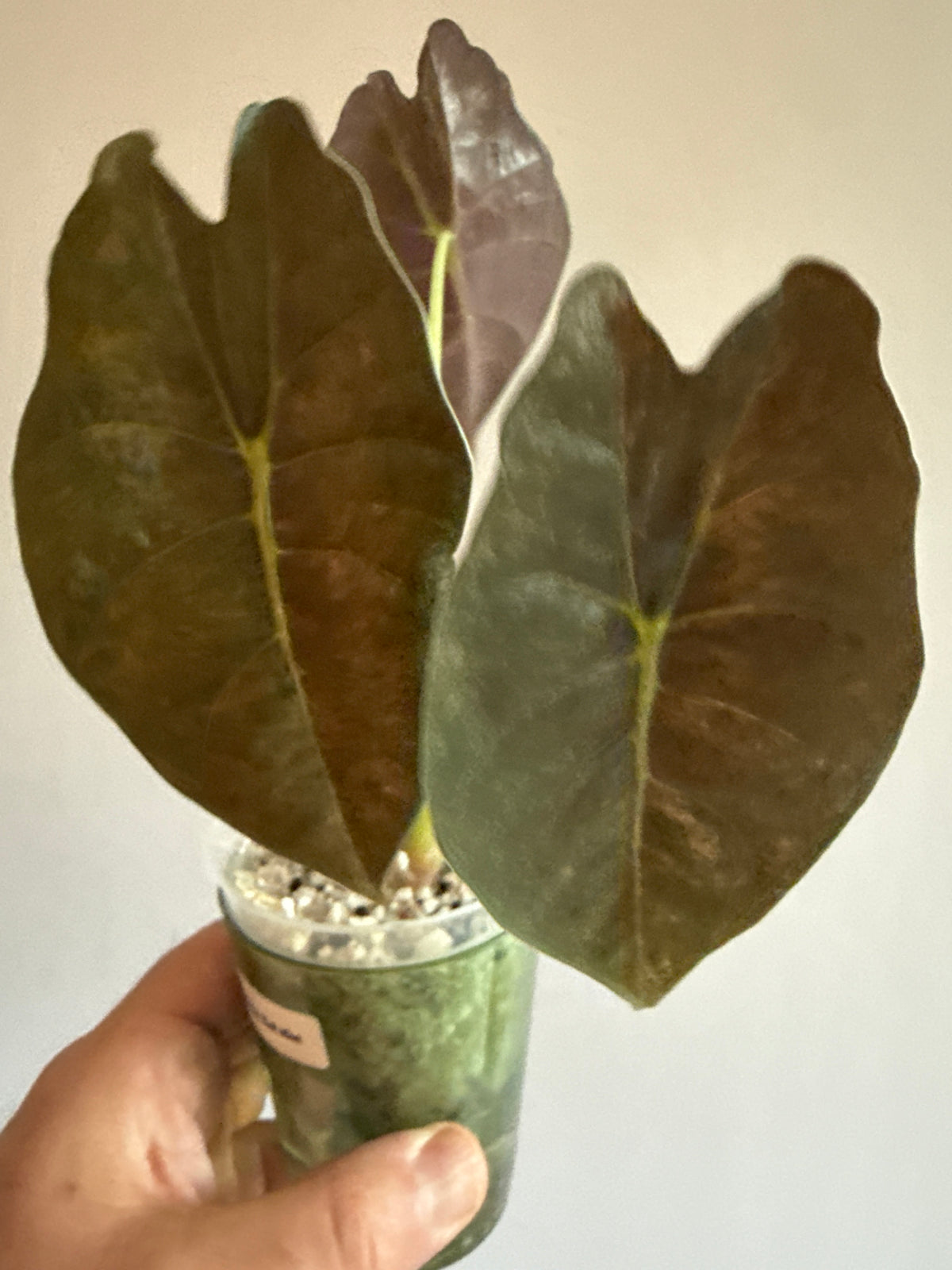 Alocasia Golden Bone Pink Mint