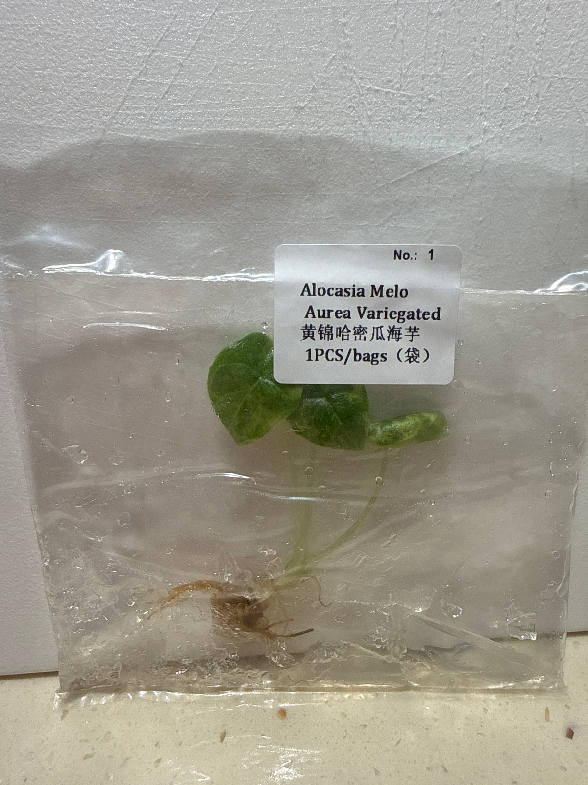 Alocasia Melo Aurea Variegated