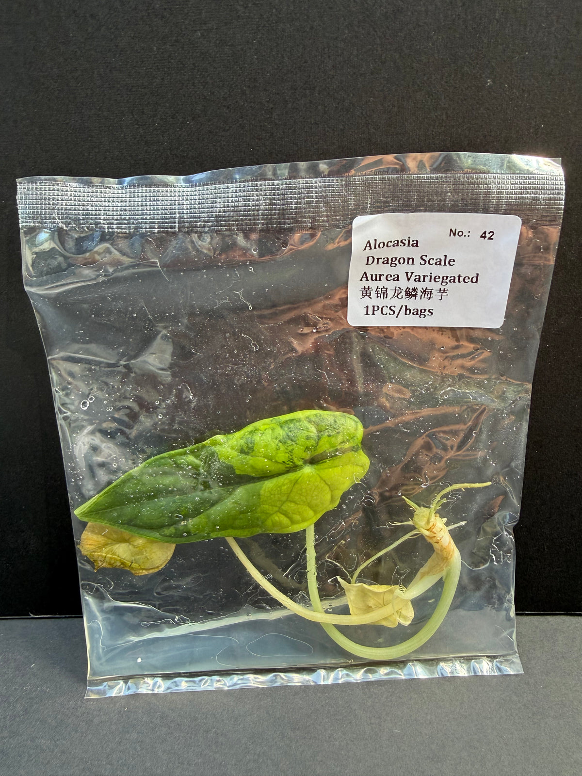 Alocasia Dragon Scale Aurea Variegated