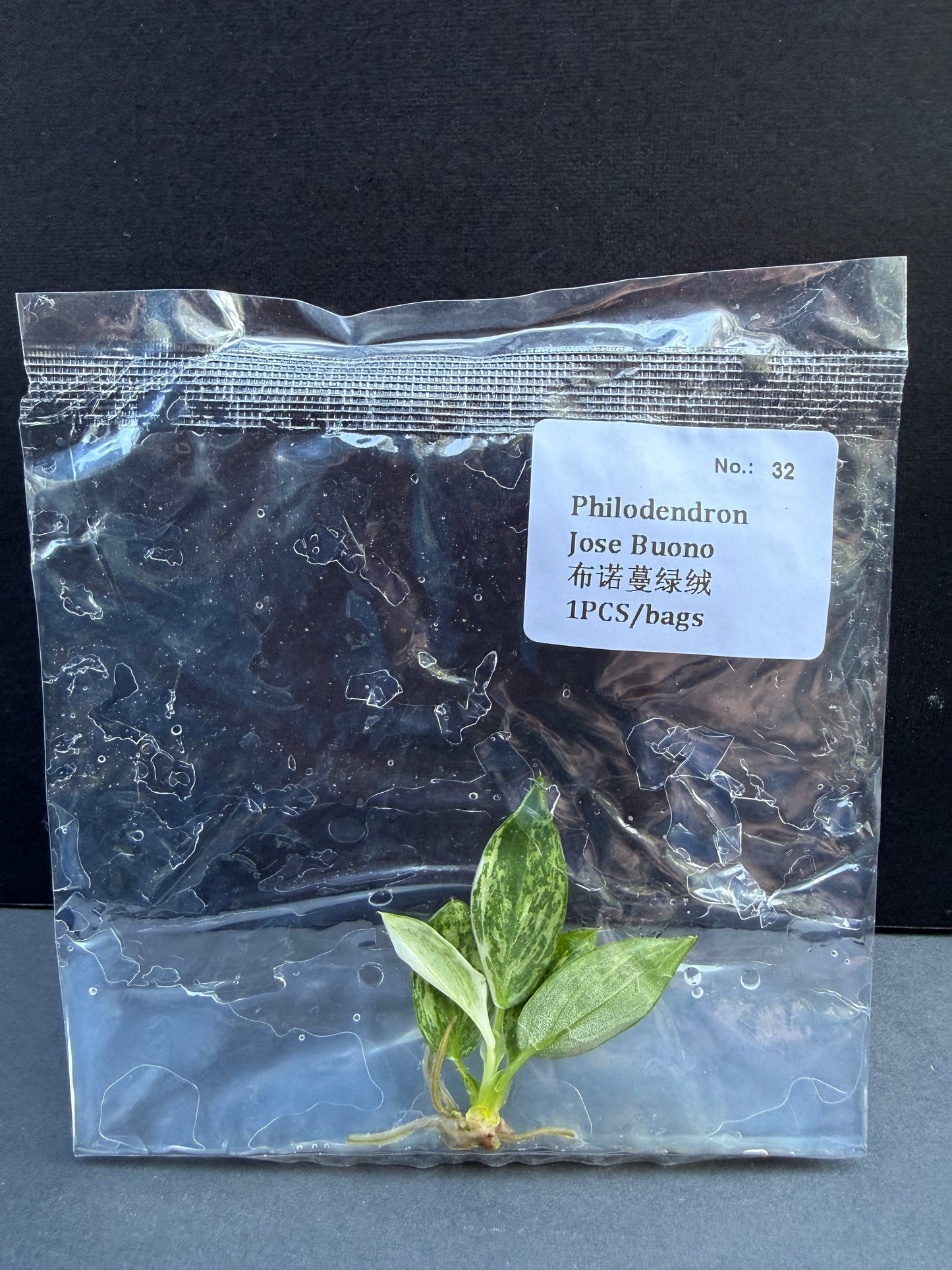 Philodendron Jose Buono