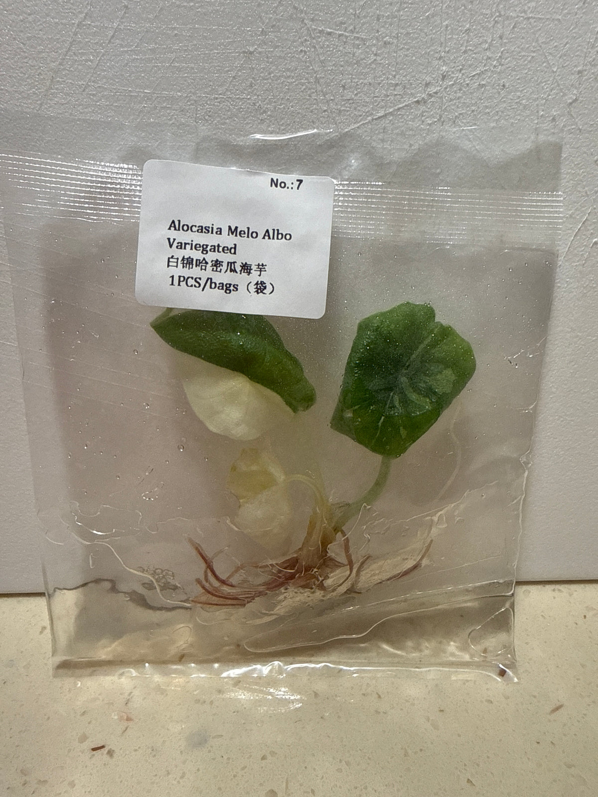 Alocasia Melo Albo Variegated - Seller's Choice