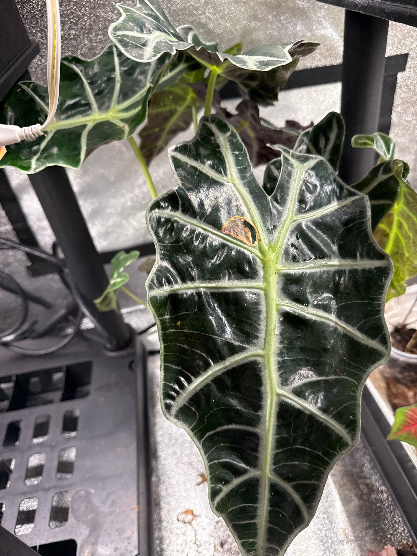 Alocasia Amazonica Polly (Large)