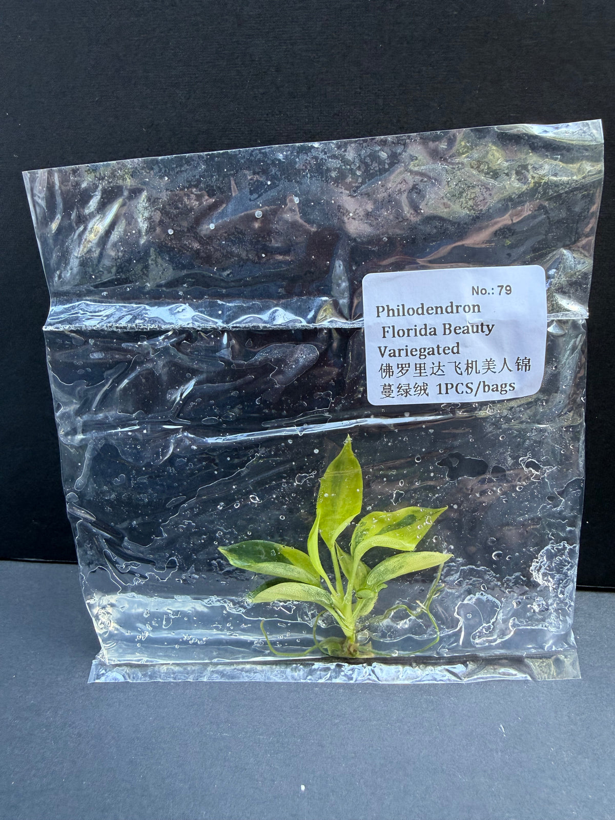 Philodendron Florida Beauty Variegated