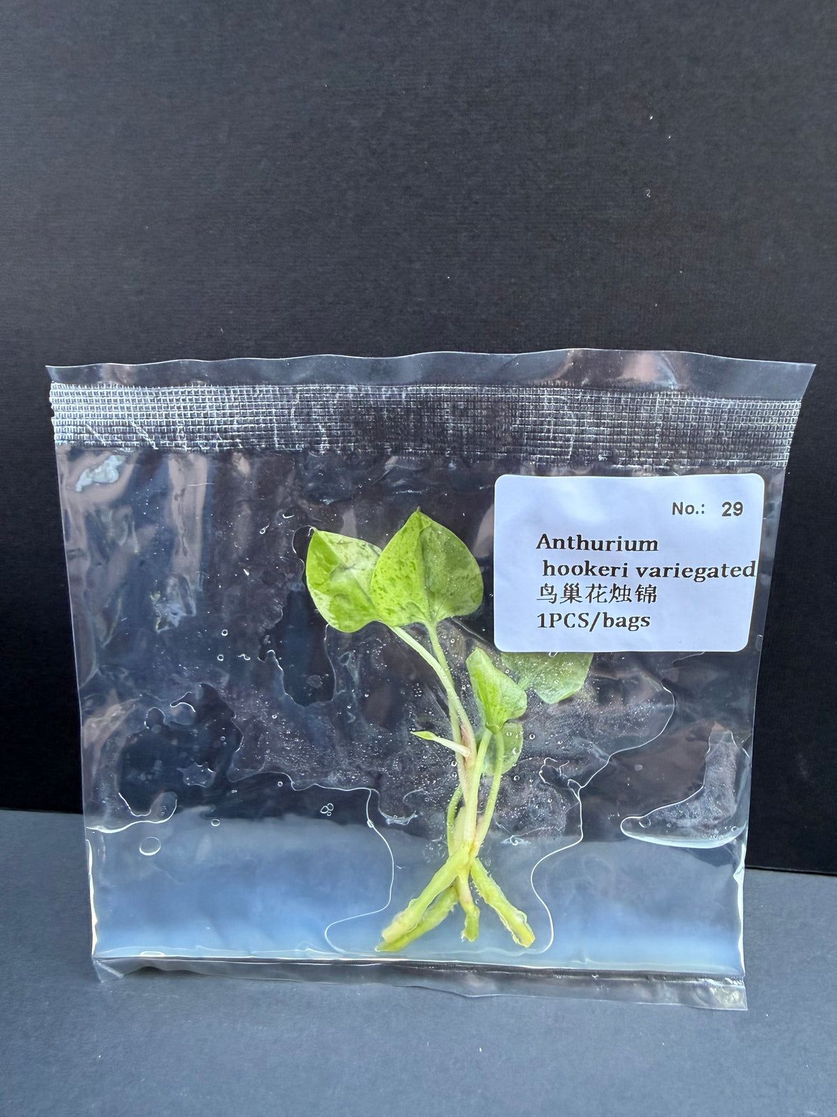 Anthurium Hookeri Variegated