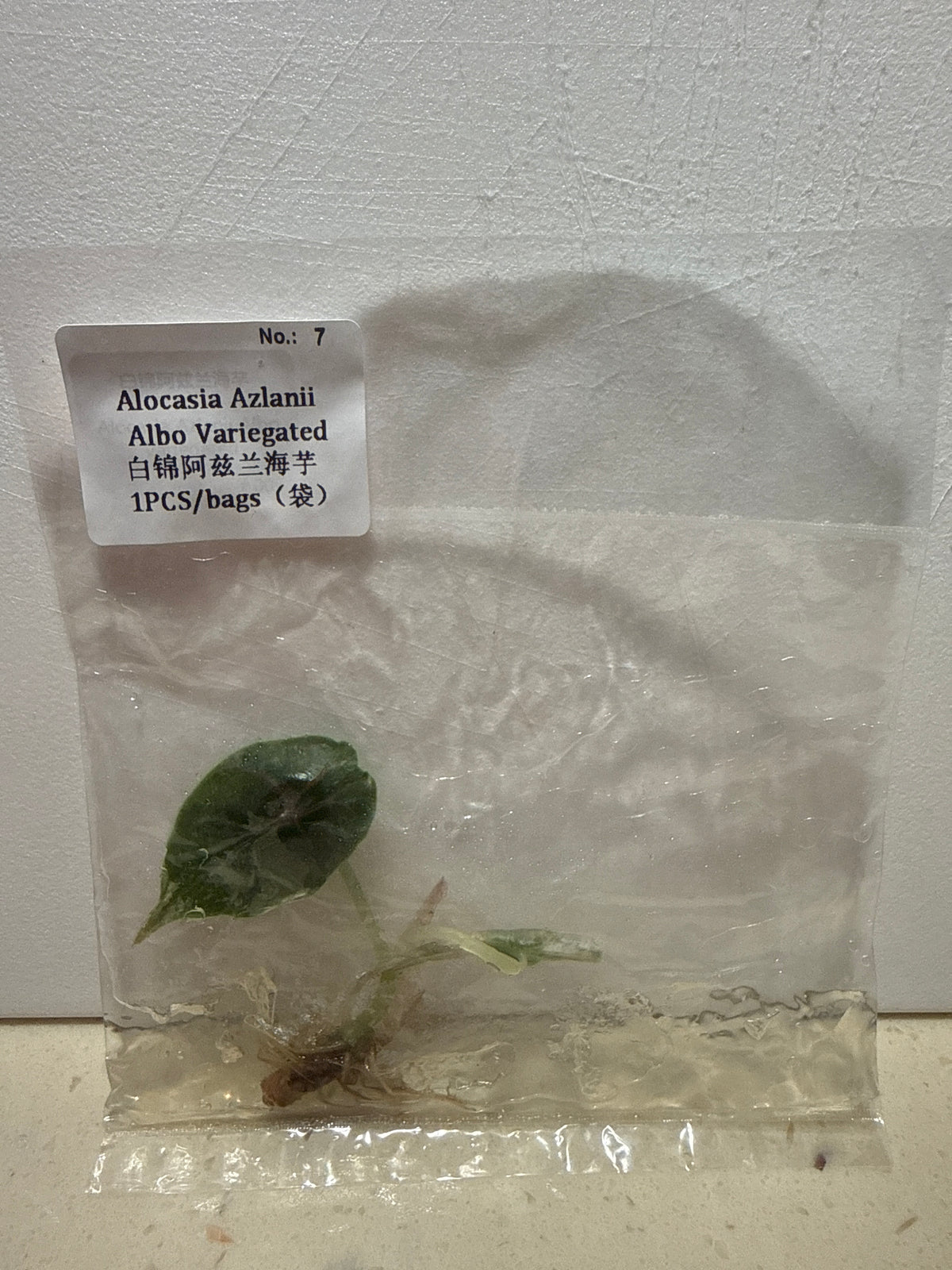 Alocasia Azlanii Albo Variegated - Seller's Choice