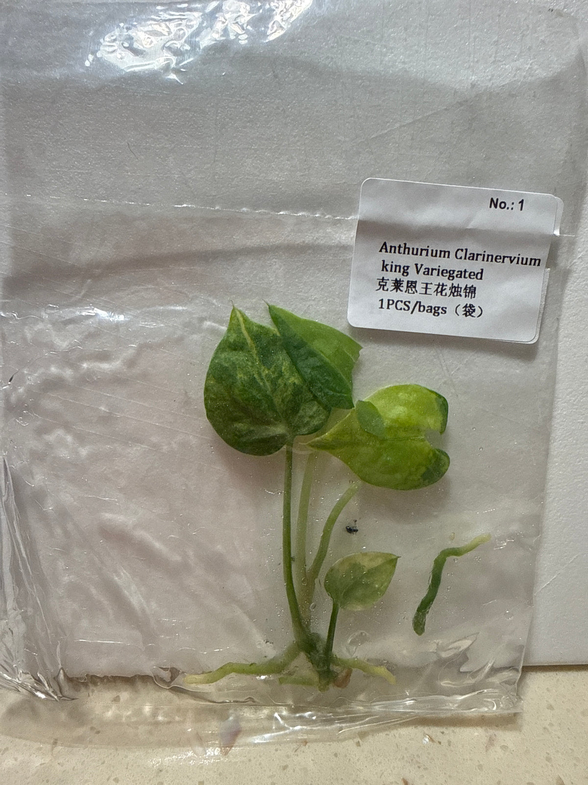 Anthurium Clarinervium King Variegated