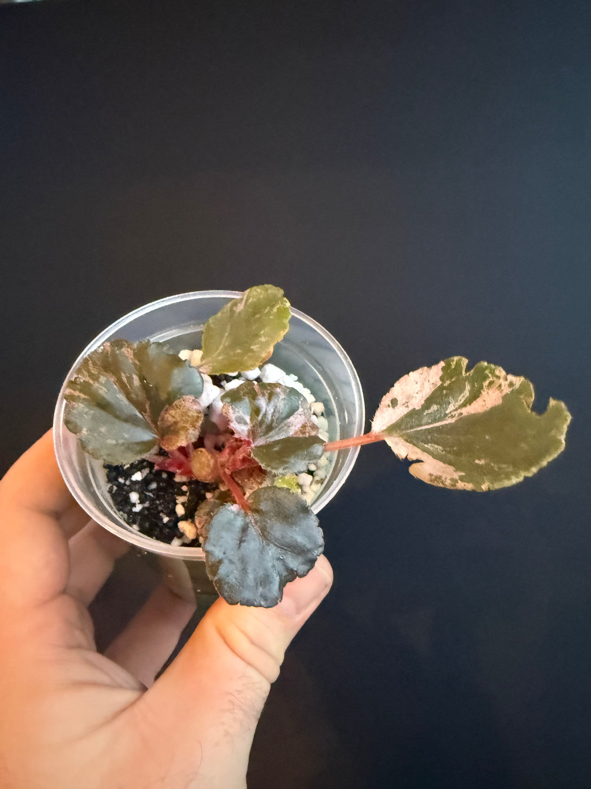 Begonia Cucullata Pink