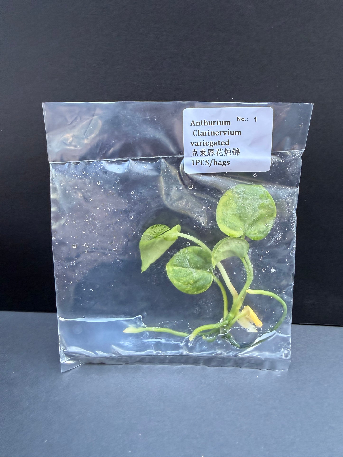 Anthurium Clarinervium Variegated