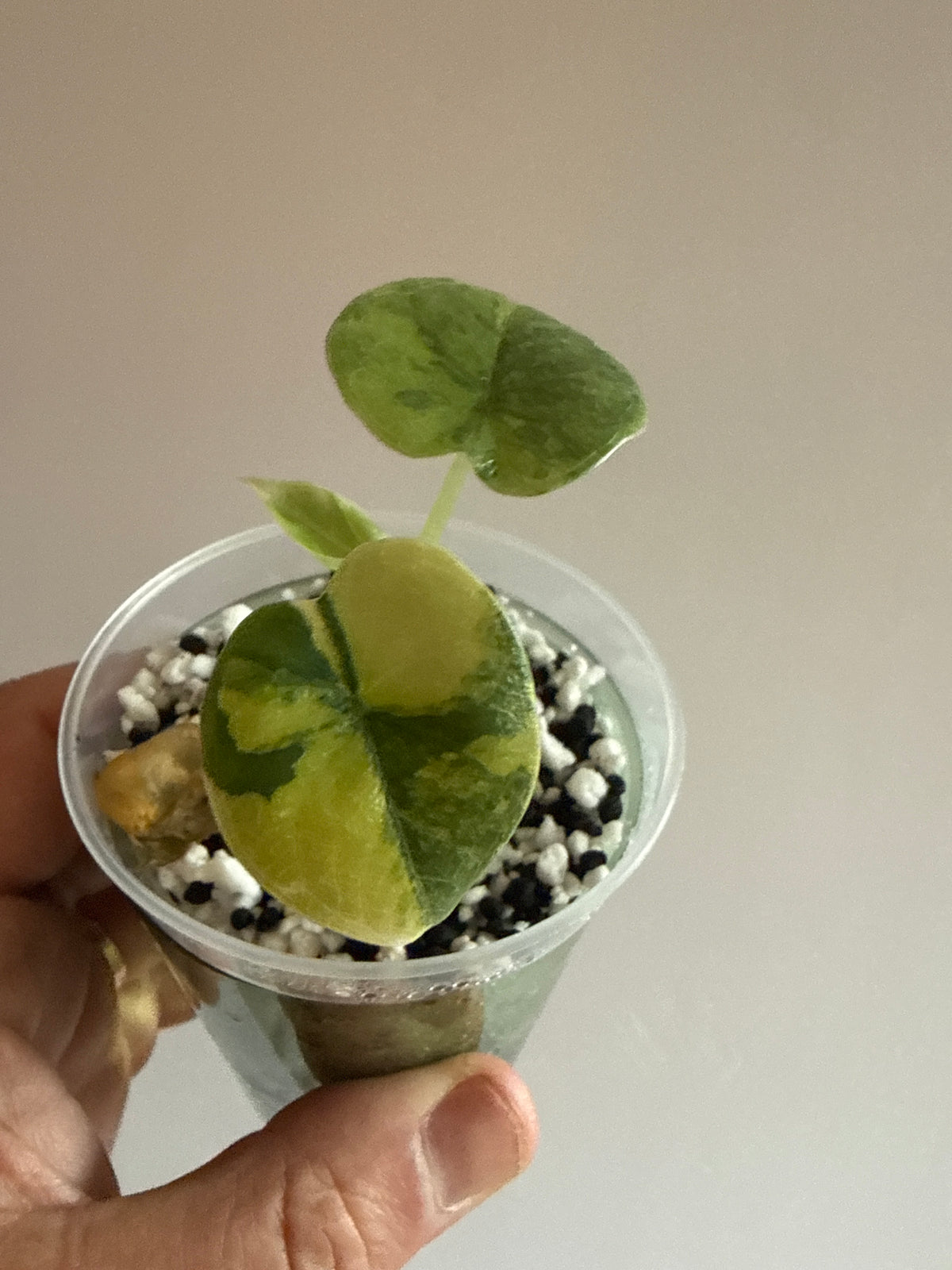 Alocasia Melo Aurea