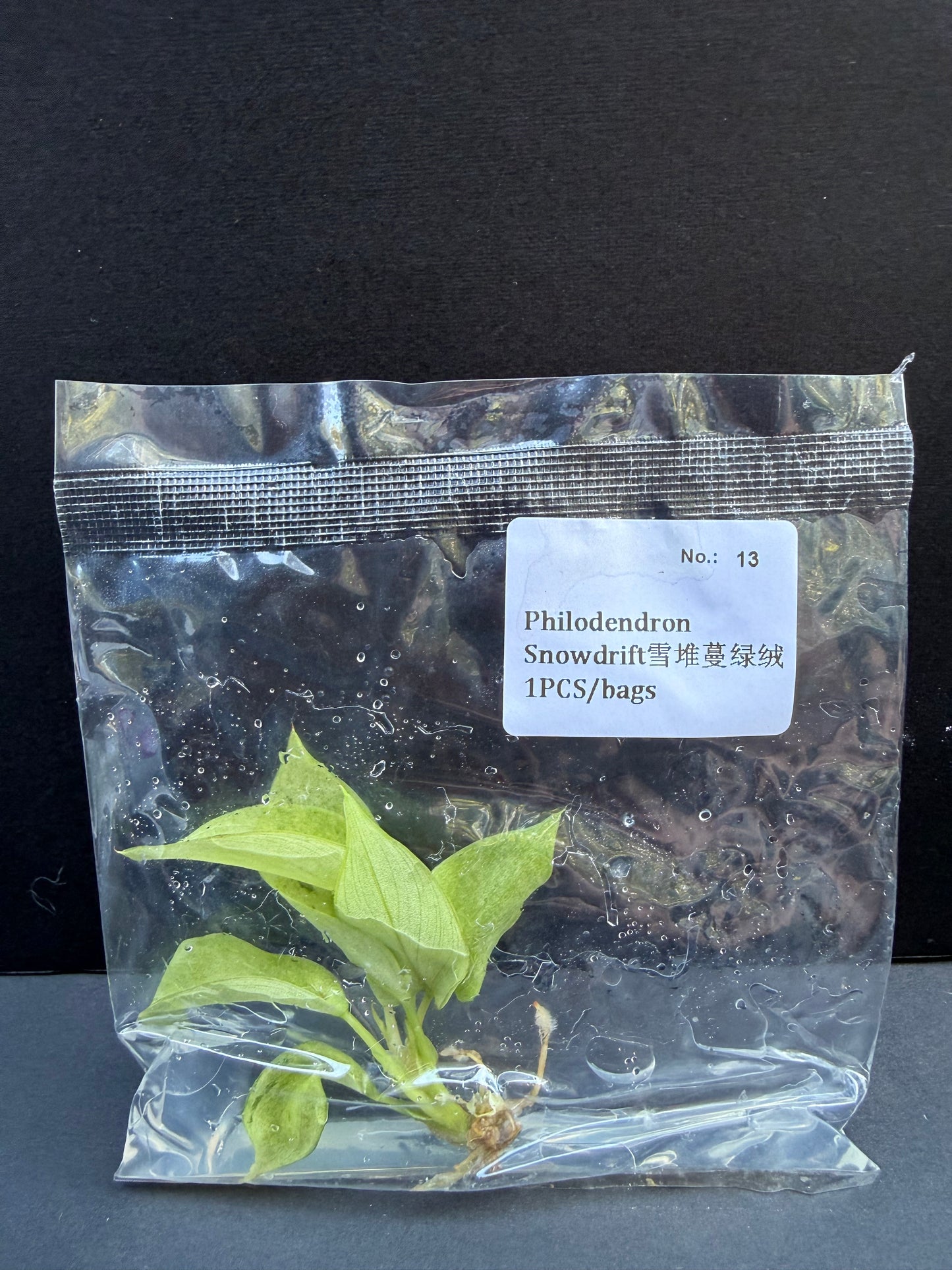 Philodendron Snowdrift