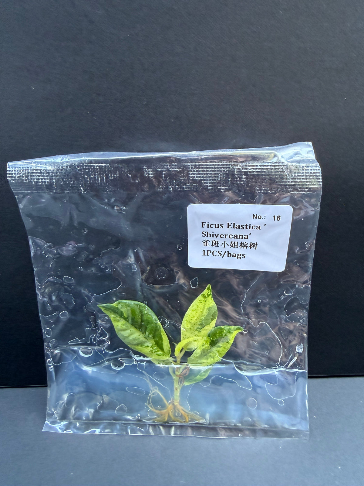 Ficus Elastica 'Shivereana'
