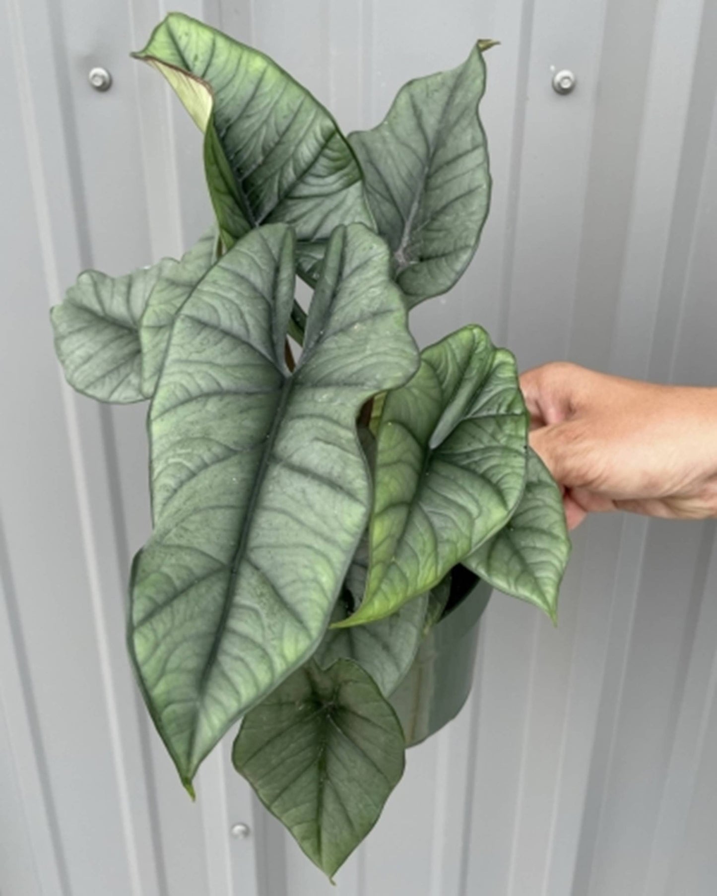 Alocasia Platinum - Starter Size