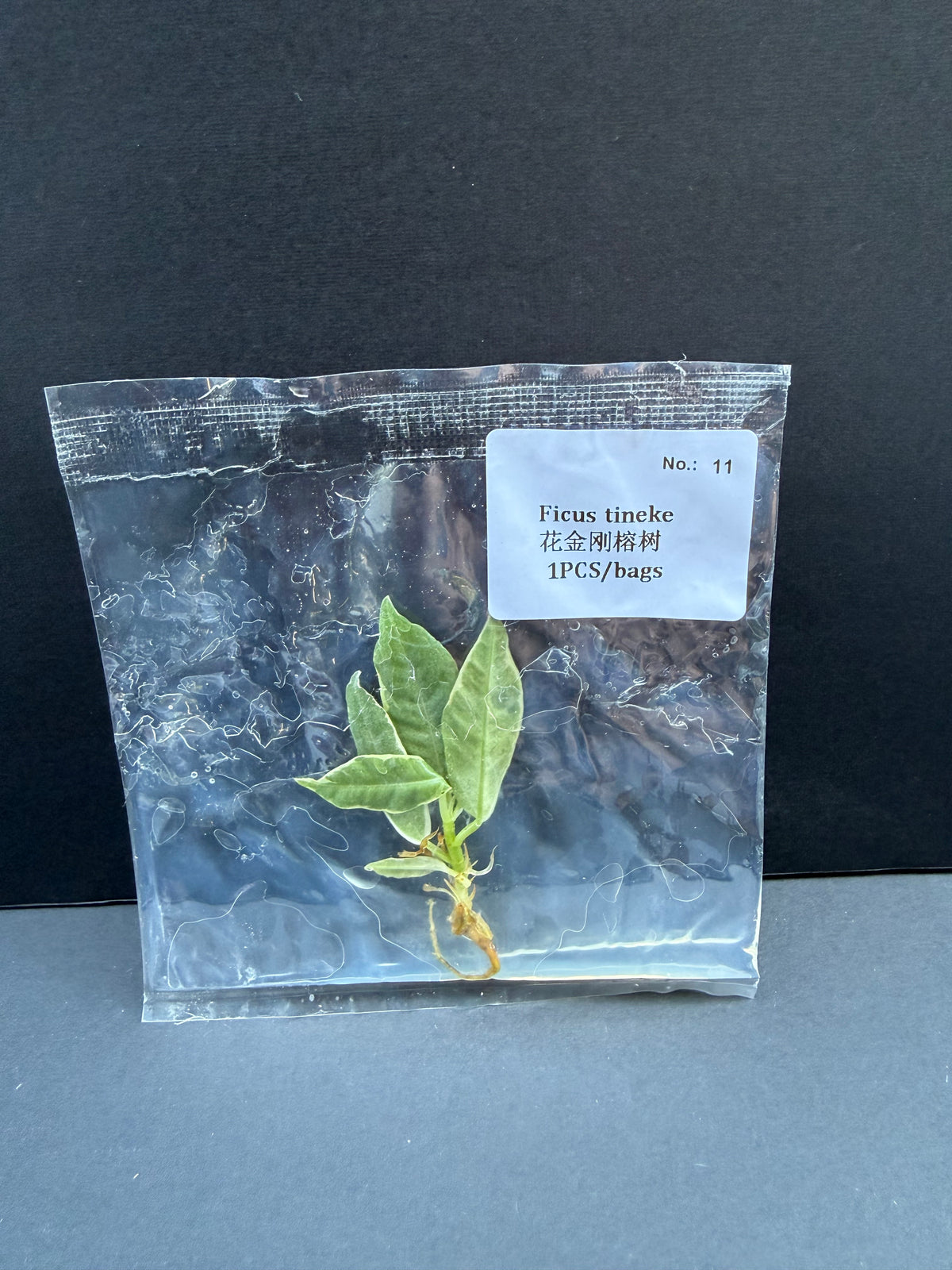 Ficus Elastica 'Tineke'