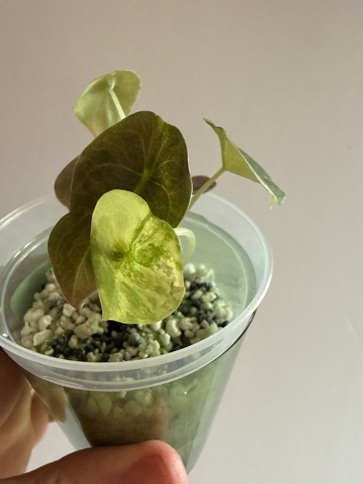Alocasia Cuprea Latte