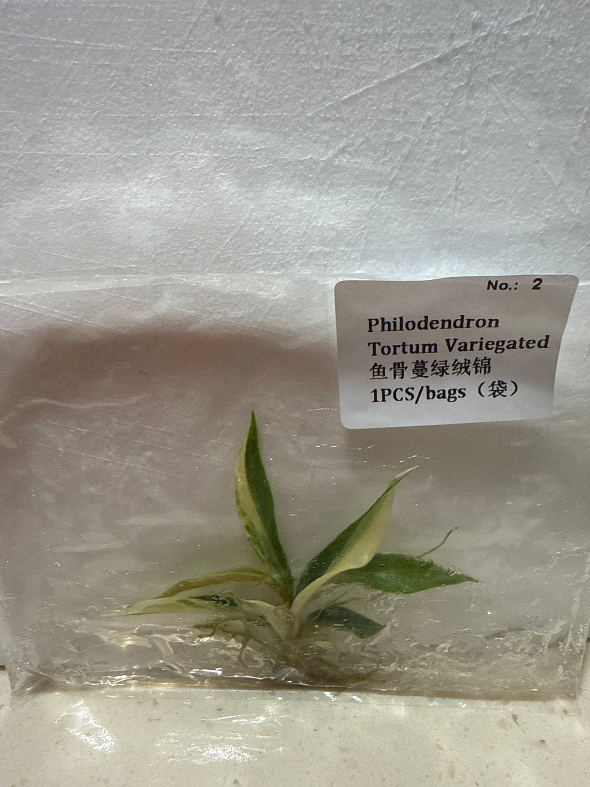 Philodendron Tortum Variegated