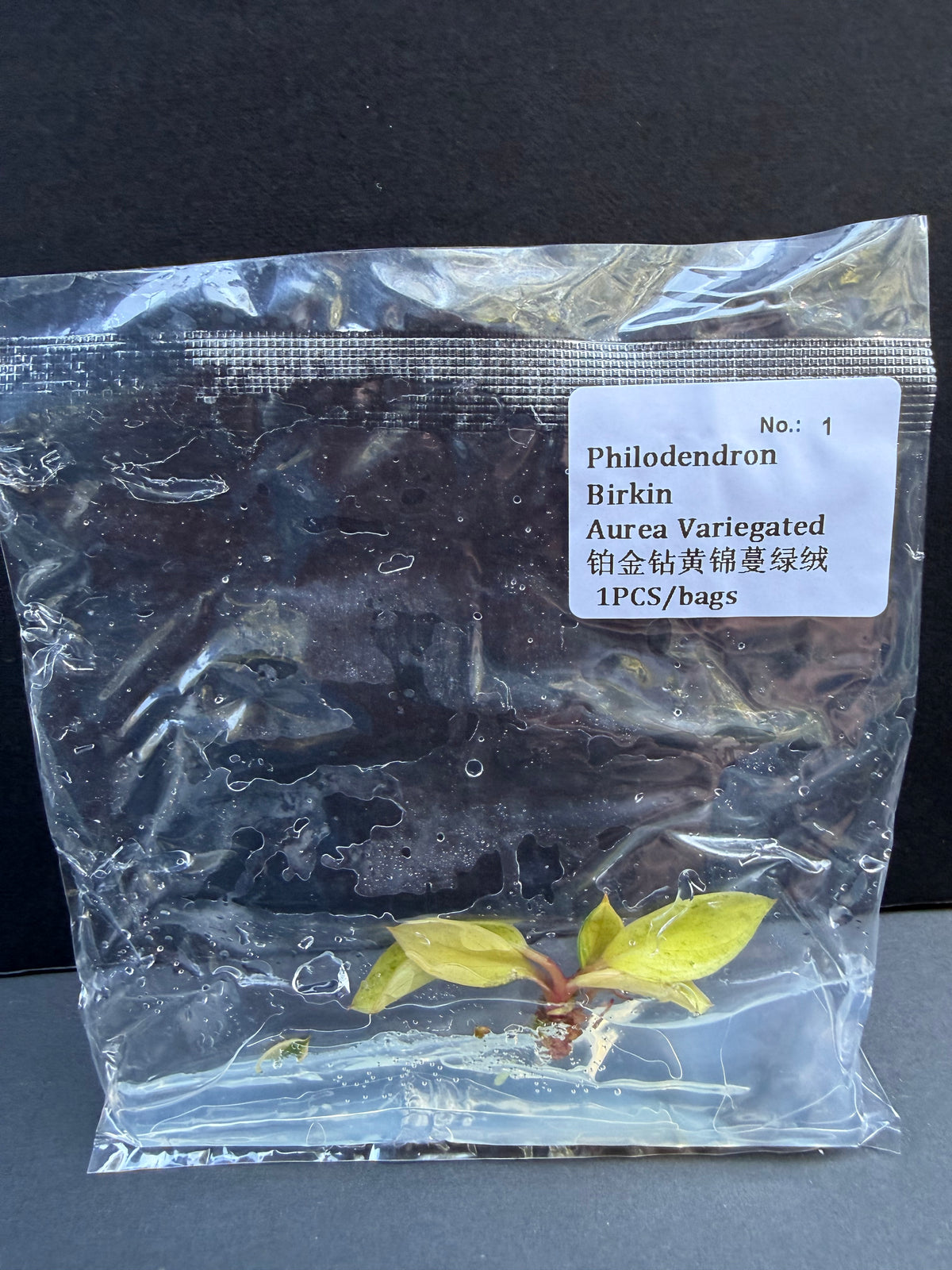 Philodendron Birkin Aurea Variegated