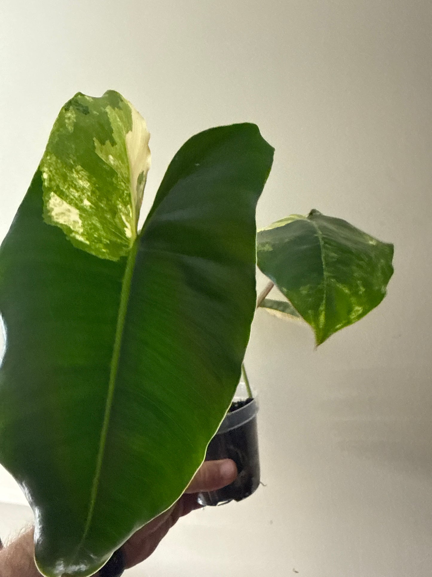 Philodendron 'Jose Buono'