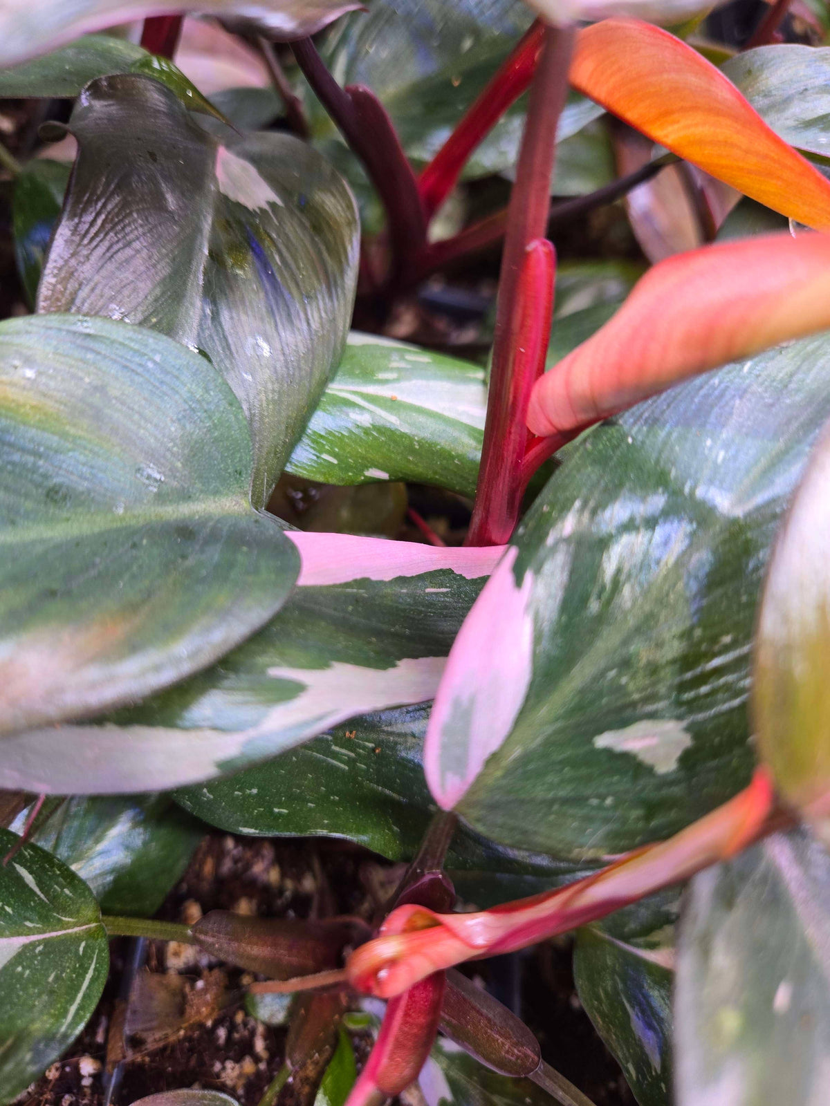 Philodendron Pink Princess