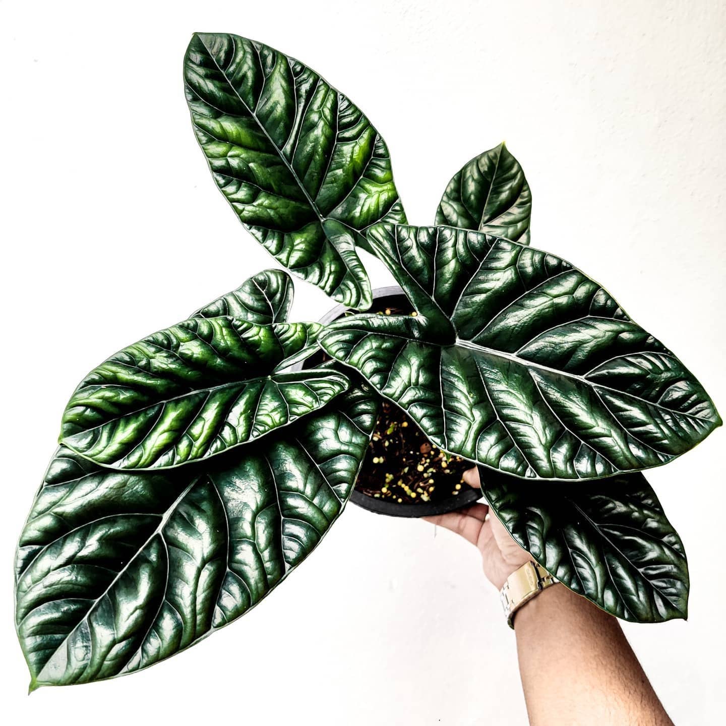 Alocasia Quilted Dreams Starter