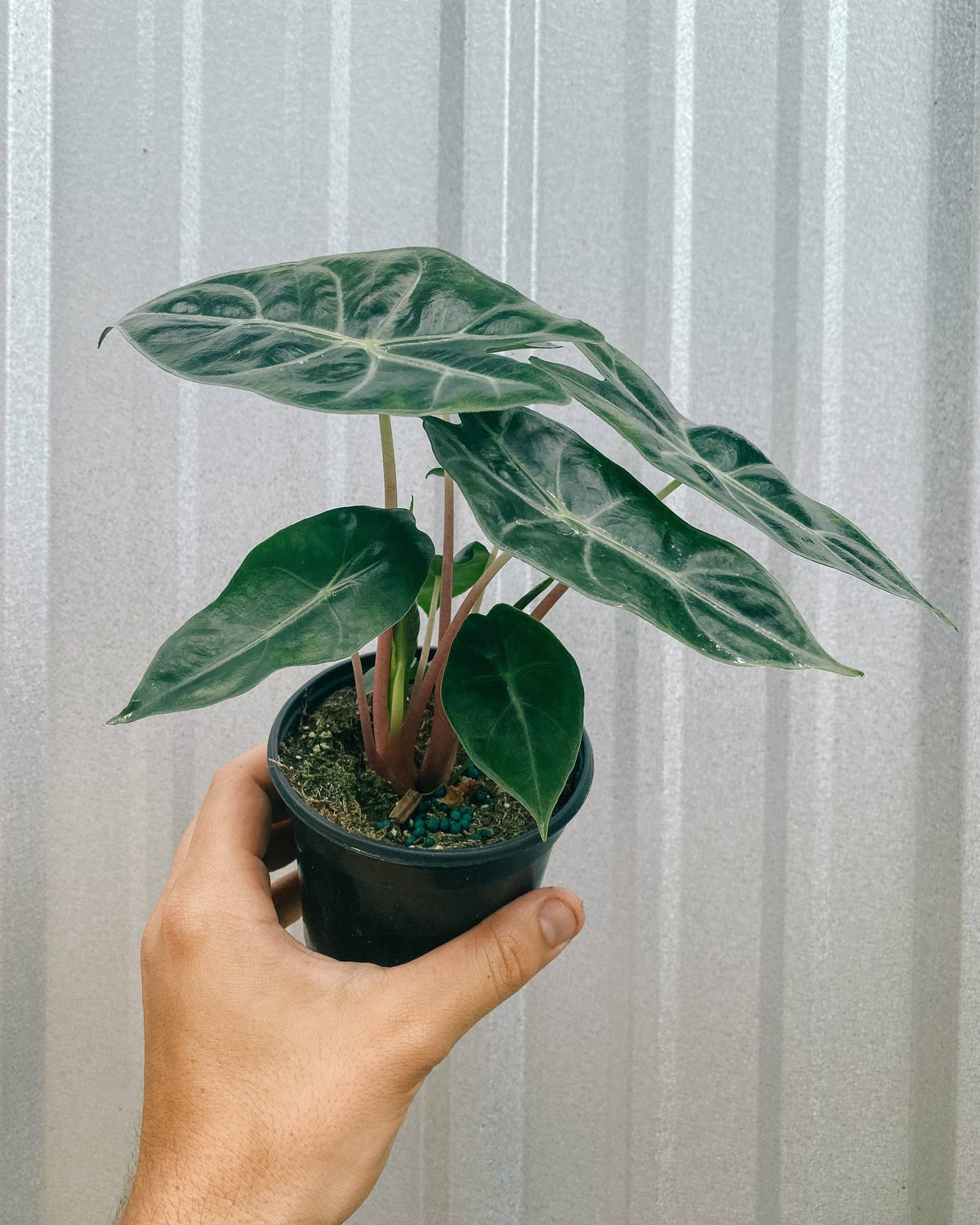 Alocasia Morocco Pink Dragon