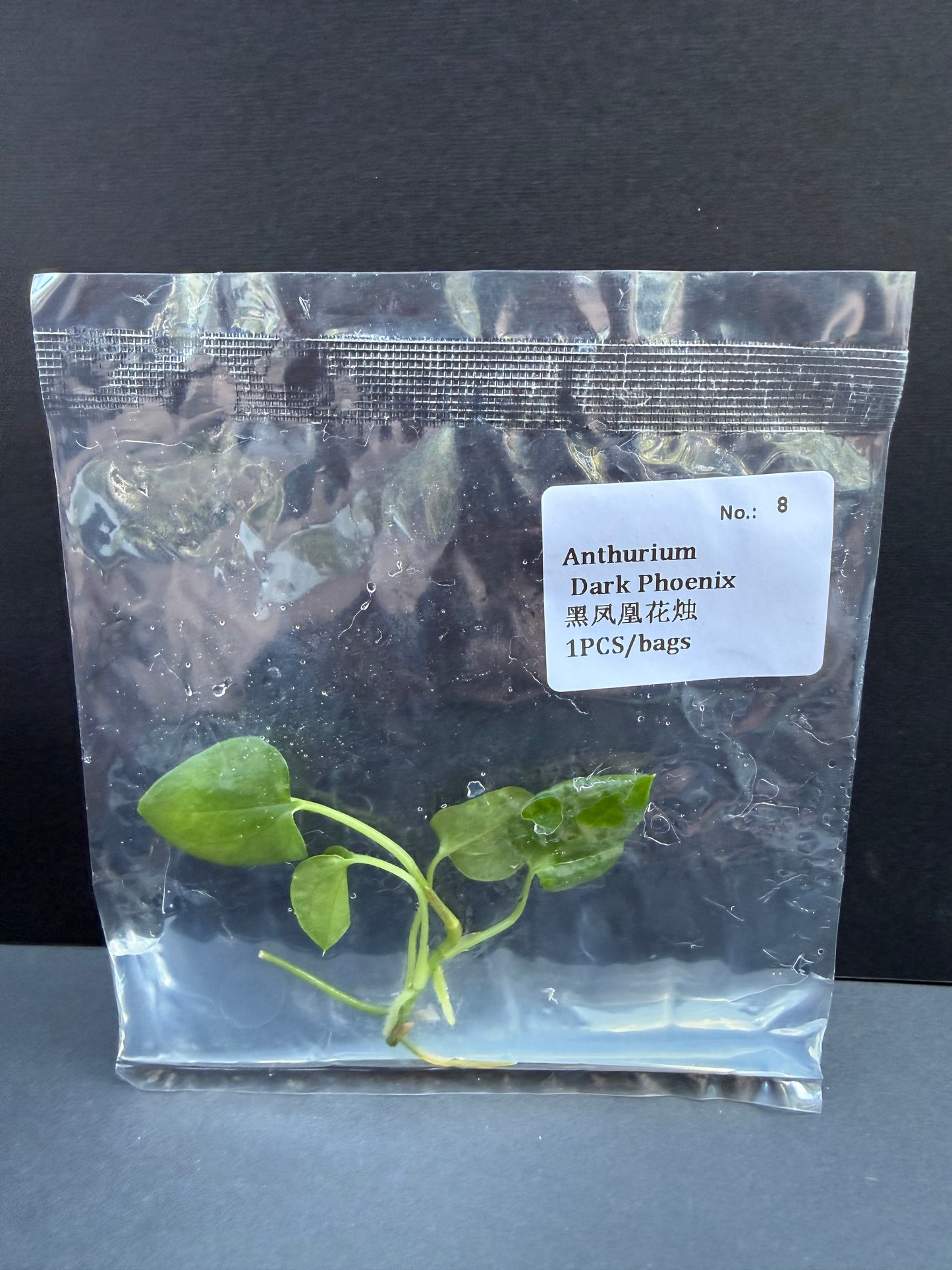 Anthurium Dark Phoenix