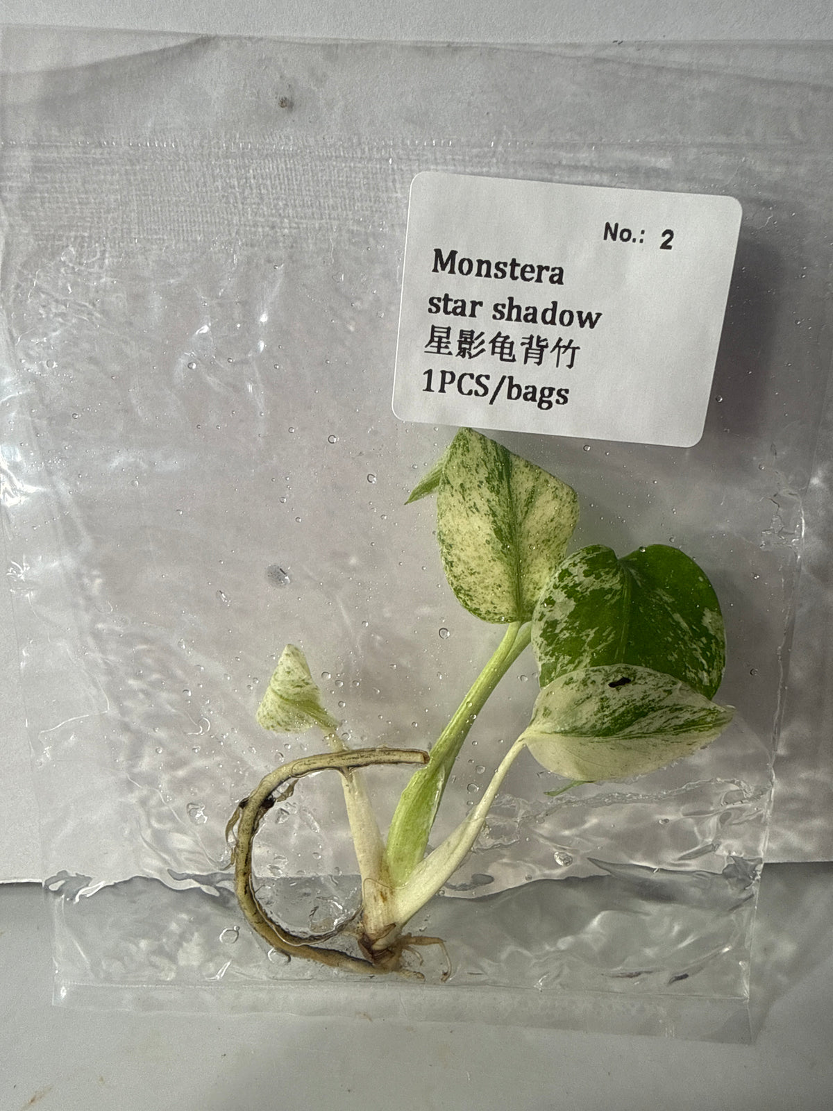 Monstera Star Shadow - Seller's Choice