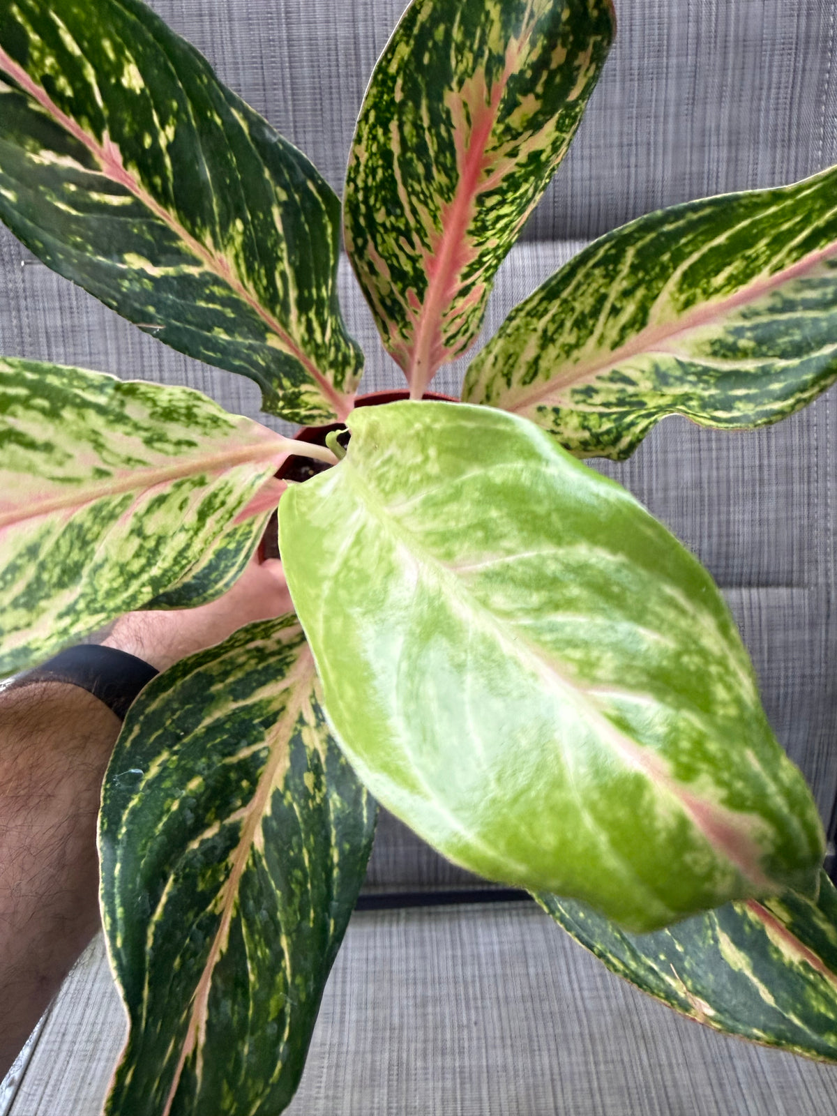 Aglaonema 'Dazzling Gem'
